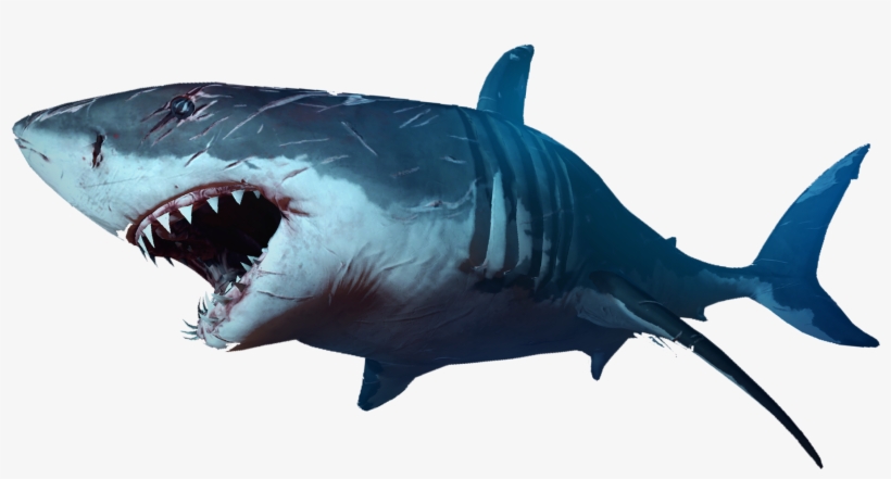 Shark, transparent png #497323