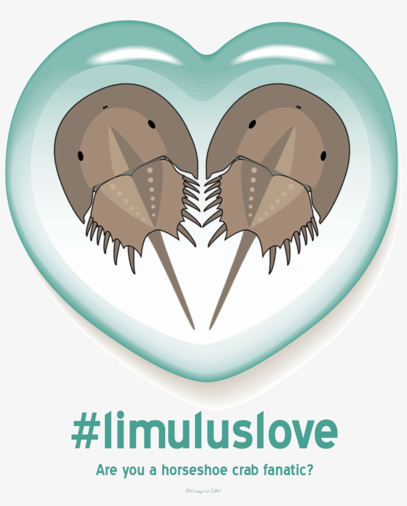 Horseshoe Crab Love, transparent png #497345