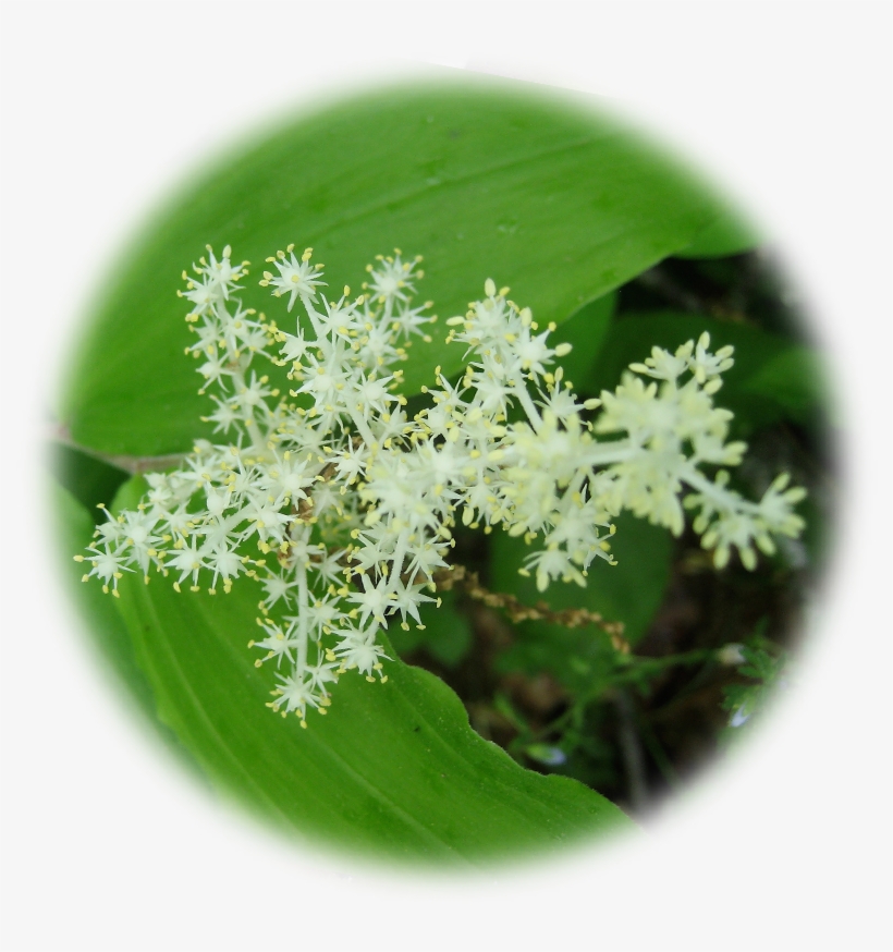 Fairy Wand - 🔍 - $11 - 00 - Unicorn, transparent png #498533