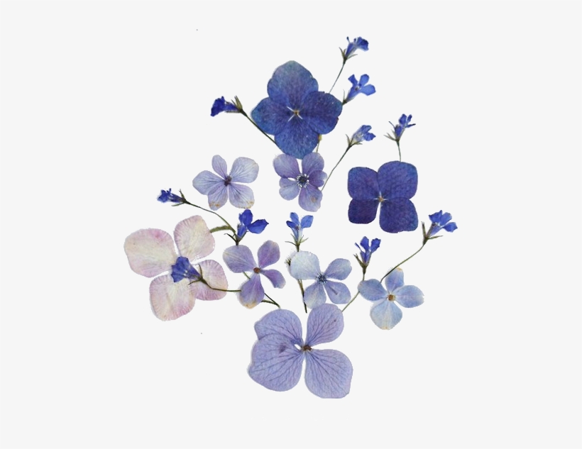 Transparent Blue Flowers - Flower Outline Transparent Background, transparent png #498733