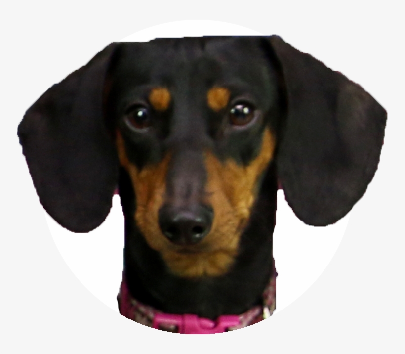 Dachshund Polynesians Drawing Pet - Como Se Llaman Los Perros De Los Polinesios, transparent png #498994