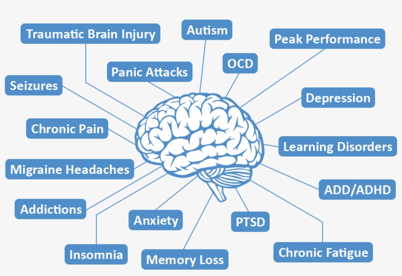 Brain - Neurofeedback Benefits, transparent png #4904783
