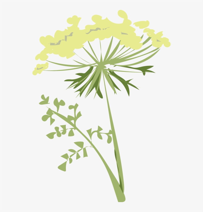 Breathe In The Pungent Aromas Of The Carrot Family, transparent png #4905919