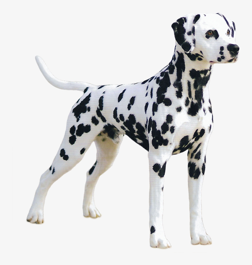 Memorial Parks - Dalmatian Great Dane, transparent png #4912129