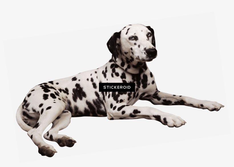 Dalmatian Lying Down - Waterproof Dog Bed Cushion Black Brown 2 Sizes, transparent png #4912199
