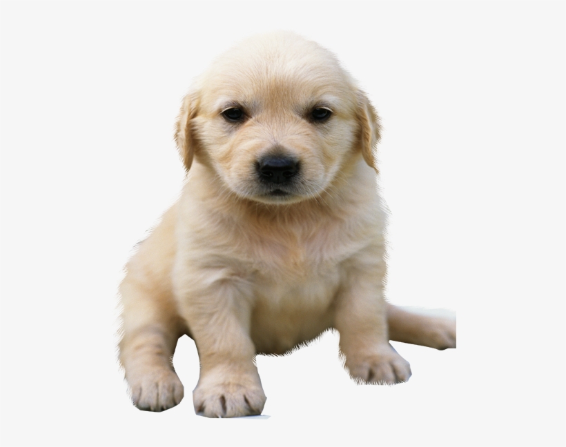 Golden Retriever Png No Background - Golden Retriever Puppy Png, transparent png #4914206