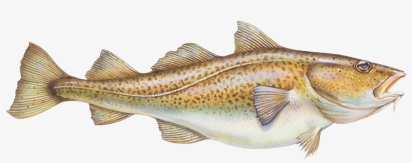 Photograph, transparent png #4914860