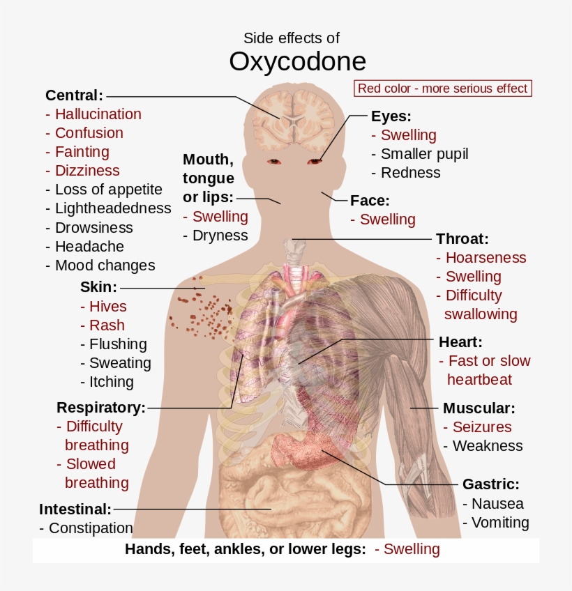 Side Effects Of Oxycodone - Oxycodone In The Body, transparent png #4916883