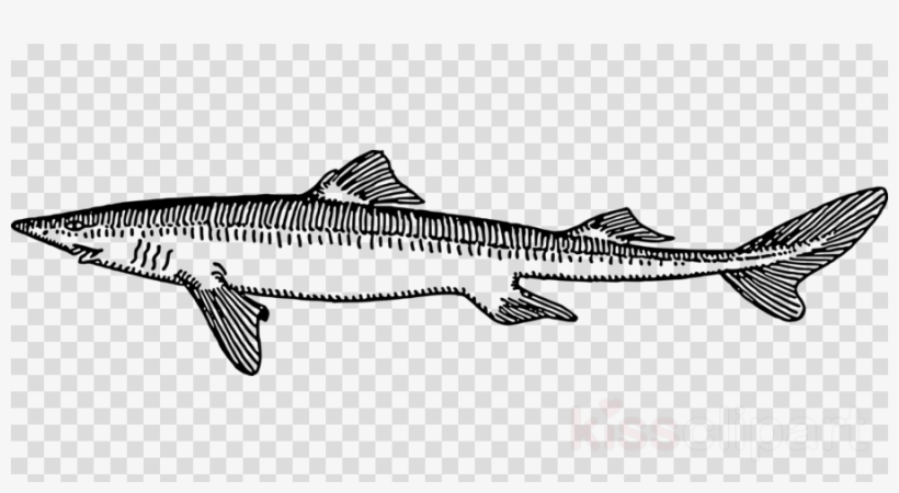 Download Rock Salmon Clipart Tiger Shark Spiny Dogfish - Angler Fish Cartoon Clipart, transparent png #4916886