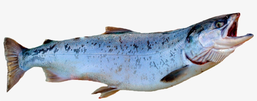 King Salmon - Coho Salmon Png, transparent png #4917080