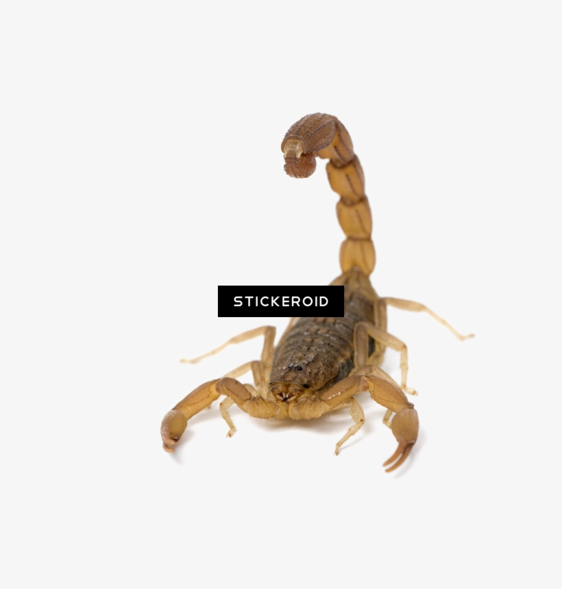 Scorpion Animals Scorpio - Scorpion Hottentotta, transparent png #4918497