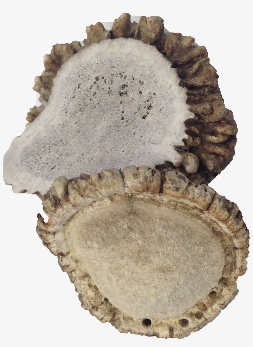 Crown Antlers - Wood, transparent png #4922984