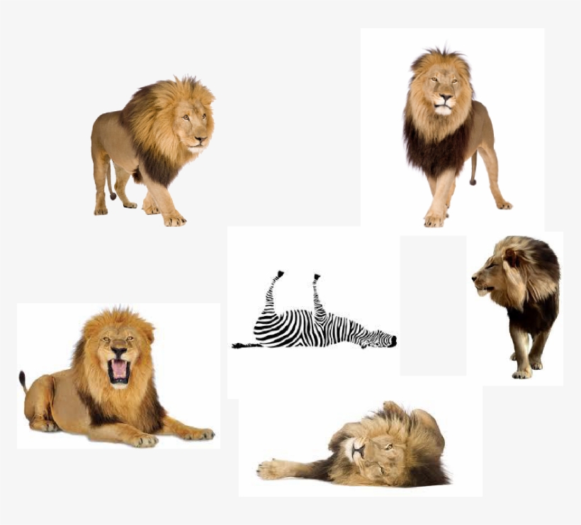 Lions And A Dead Zebra - Kids' Guide To Bible Animals, transparent png #4923885