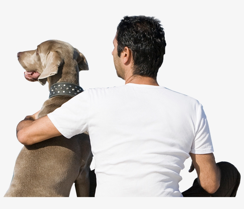 The Aspca Indicates That Of The Roughly - Companion Dog, transparent png #4923937