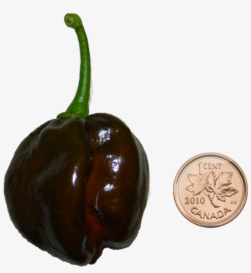 Chocolate Habanero With Penny - Canadian Penny Wall Clock, transparent png #4930870