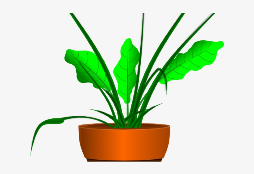 Original - نباتات كرتون, transparent png #4930941