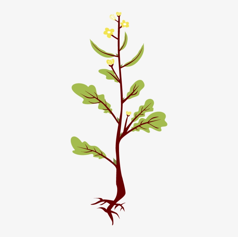 Mustard Plant - Clipart Mustard Plant, transparent png #4931839