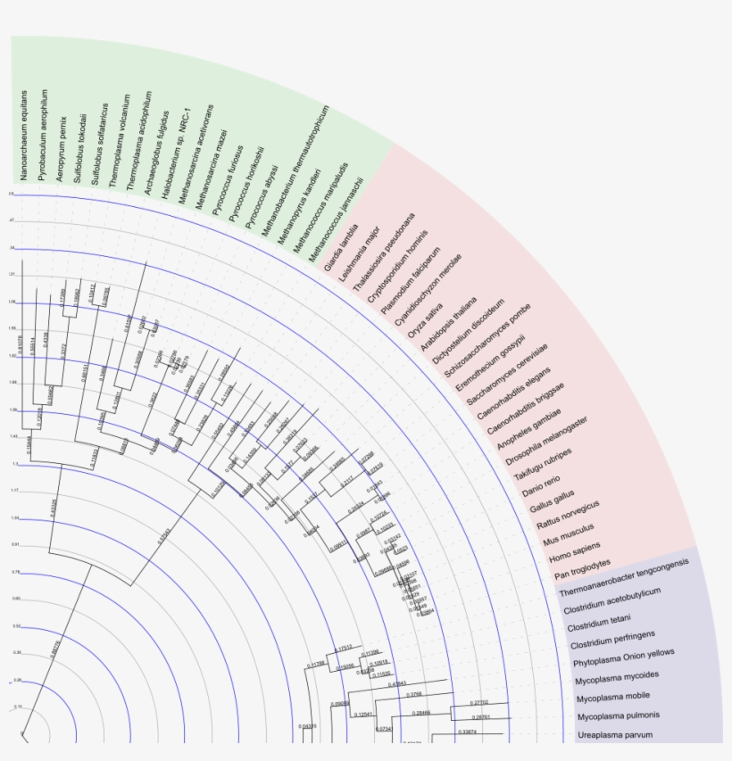 Branch Lengths And The Internal Tree Scale - Honda S2000, transparent png #4931951