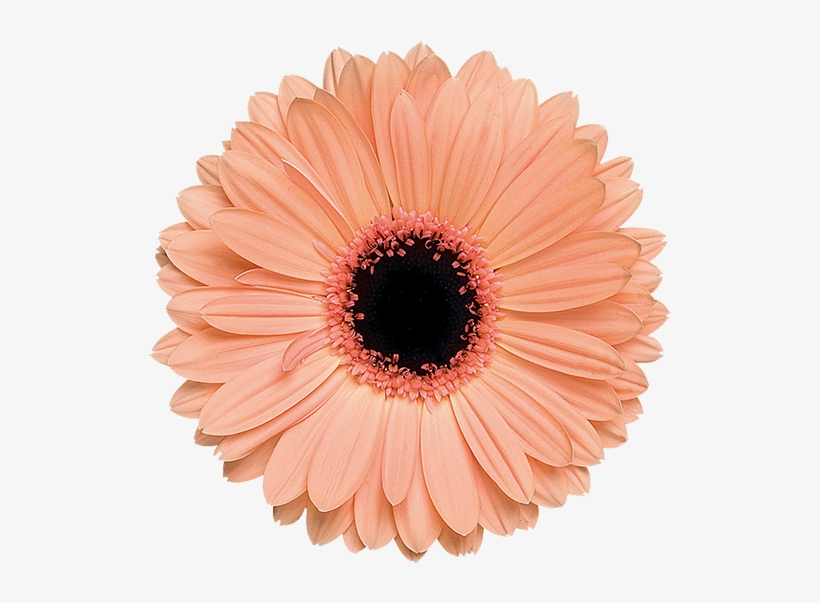 Alma® - Light Orange Flower Png, transparent png #4932551