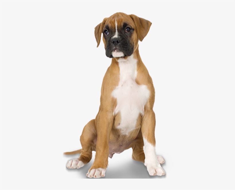 Dog Teeth Png Clipart Free Stock - Pirate Boxer Dog Ornament (round), transparent png #4932800