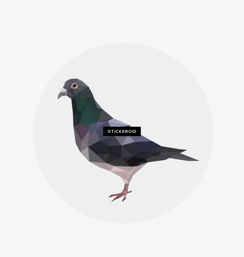 Pigeon Birds - Stock Dove, transparent png #4935299