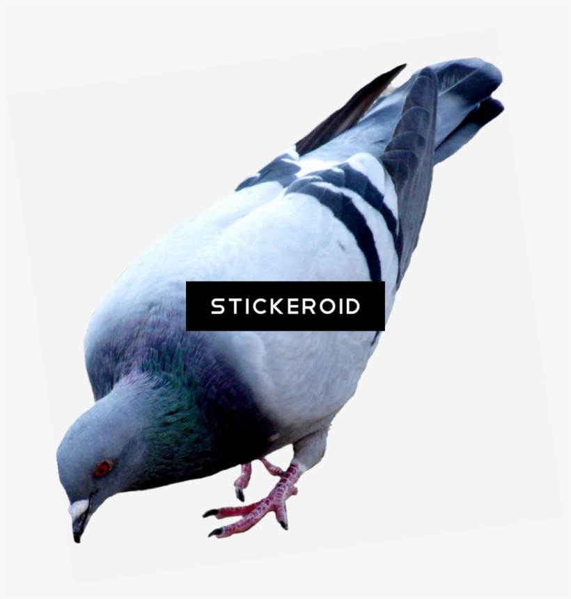 Pigeon Birds - Pigeons And Doves, transparent png #4936279