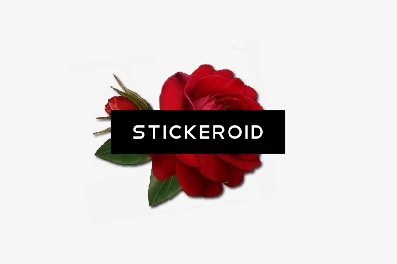 Single Red Rose Flowers - Floribunda, transparent png #4936673