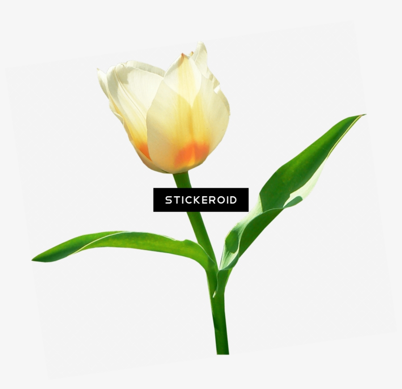 Single White Tulip - Tulipa Humilis, transparent png #4936718
