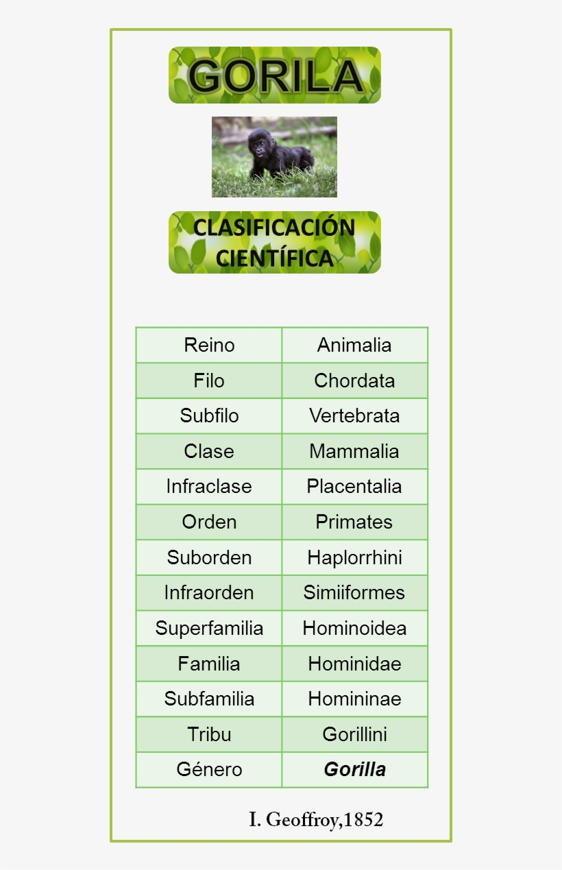 Tabla - Endangered Species, transparent png #4937853