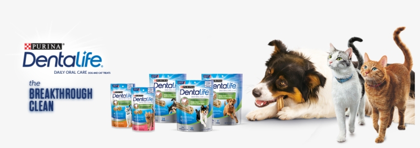 Daily Oral Care - Dentalife Snacks Large Loyaltypack 426 Gr, transparent png #4945170