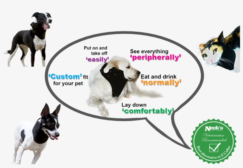 Best Alternative Care For Dog Cat Bird Best Alternative - Dog Neck Brace Collar, transparent png #4945240
