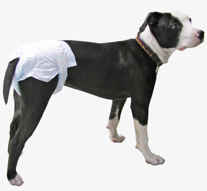 Peeper's Disposable Diapers For Dogs, Cats, & Pets - Walkin Wheels Disposable Diapers For Dogs - Package, transparent png #4945440