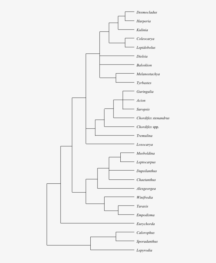 Phylogeny Of Restionaceae In Australia Based On Dna - Line Art, transparent png #4949920