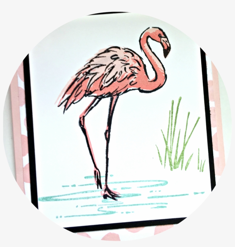 Greater Flamingo, transparent png #4950591