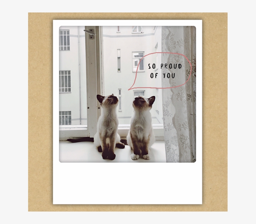 Blog Thumb - So Proud Of You Pair Of Siamese Cats Instagram Photo, transparent png #4951710
