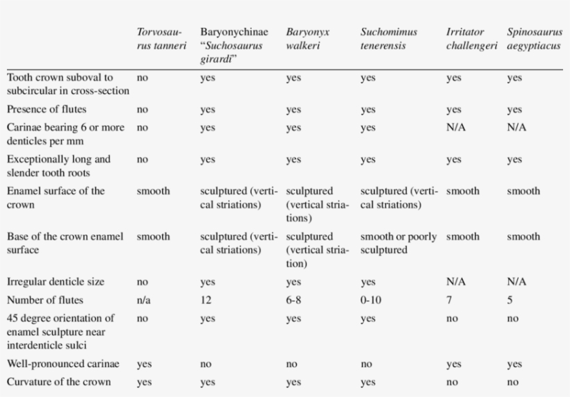 Tooth Characters In Torvosaurus Tanneri And Spinosaurid - Torvosaurus, transparent png #4955942