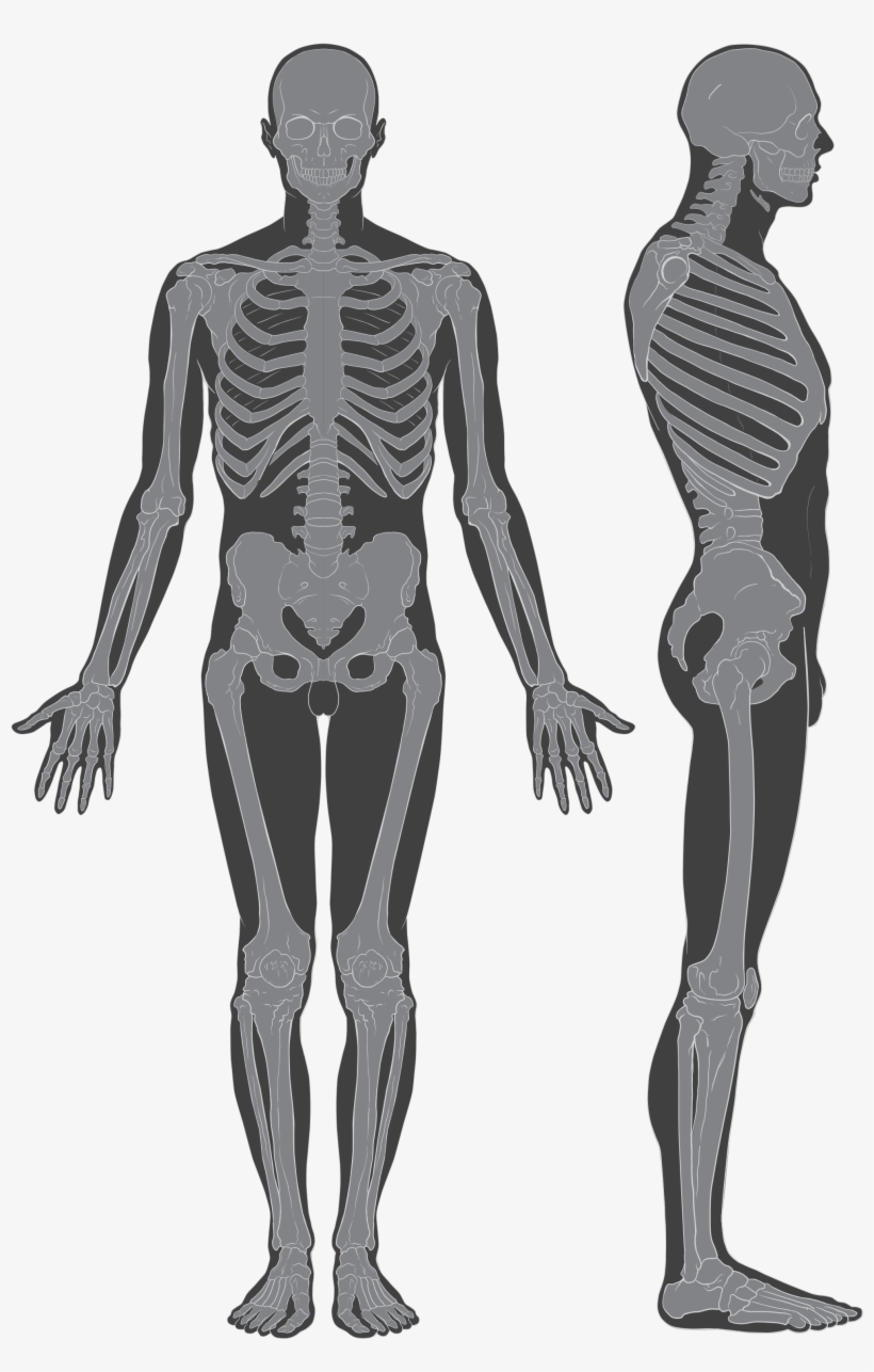 Open - Human Skeleton With Flesh, transparent png #4956482