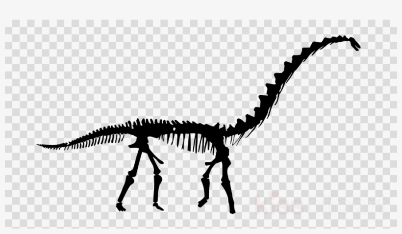 Download Rapetosaurus Skeleton Vinyl Wall Decals Quotes - Rapetosaurus Skeleton Vinyl Wall Decals Quotes Sayings, transparent png #4961487