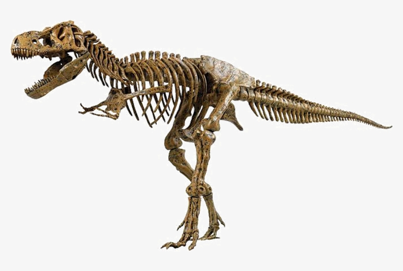 Above Is A Picture Of The Skeleton Of A Real Tyrannosaurus - T Rex Dinosaur Fossil, transparent png #4961608