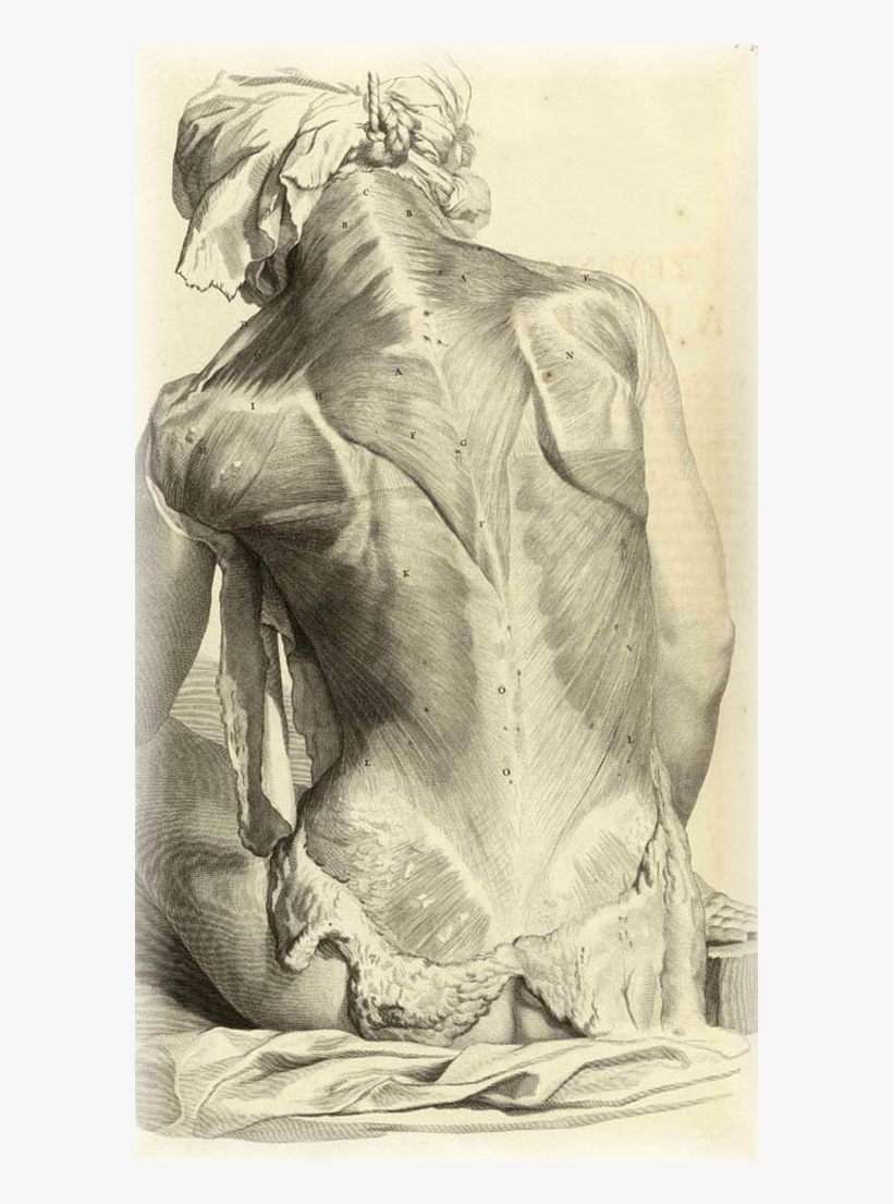 Banner Stock Anatomy Drawings Wearearamis Stuff - Gerard De Lairesse Anatomy, transparent png #4962818