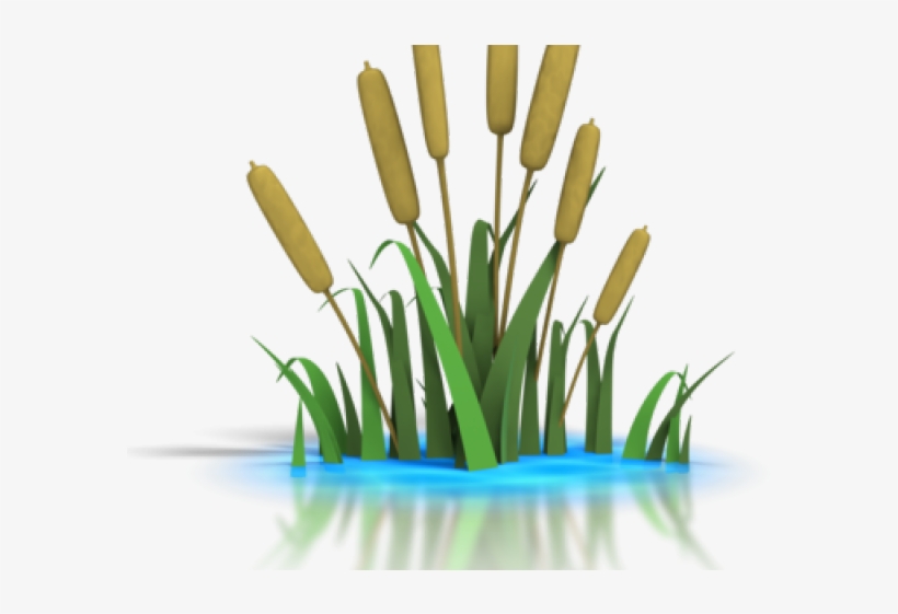 Reed Clipart Lily Pad Pond - Pond Clip Art, transparent png #4967519