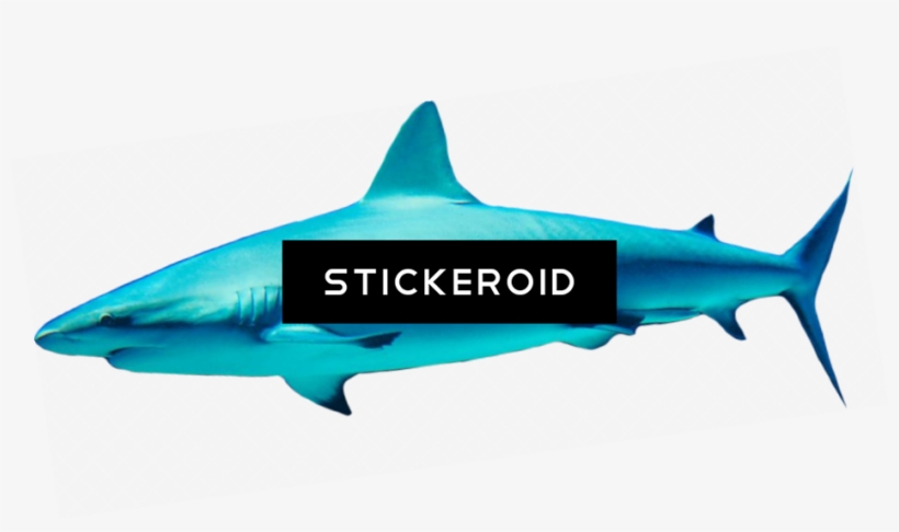 Shark Animals Sharks - Cretoxyrhina, transparent png #4967795