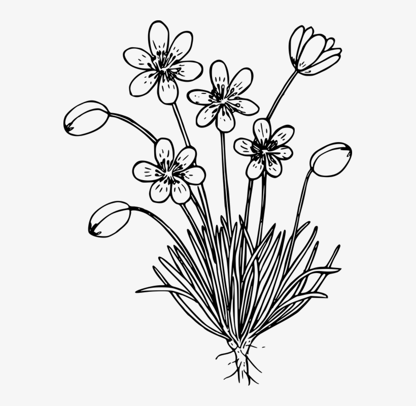 Wild Flower Black And White - Free Transparent PNG Download - PNGkey