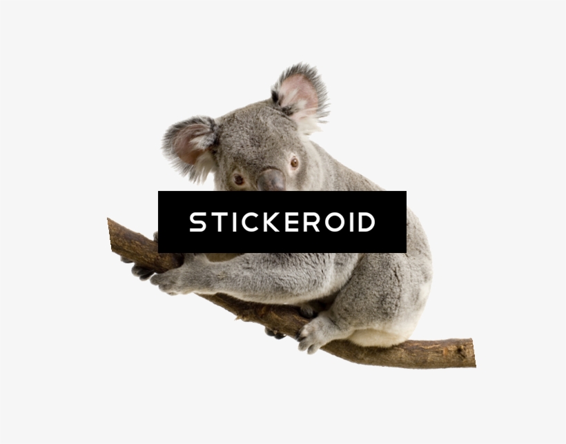 Koala - Koala Transparent Background, transparent png #4968958