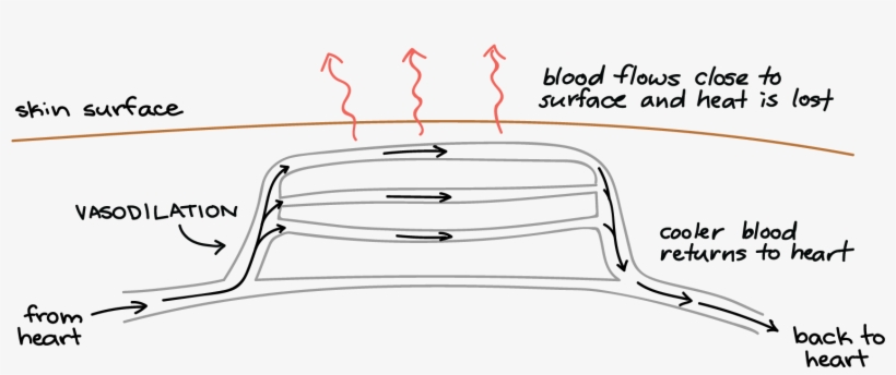 Diagram, transparent png #4969715