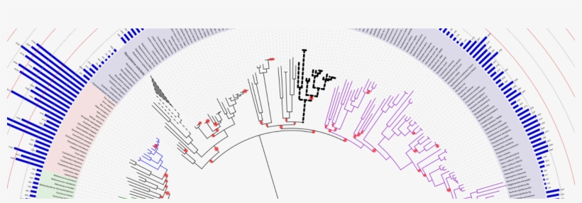 Using The Needleman-wunsch Algorithm To Draw Evolutionary - Phylogenetic Tree, transparent png #4971478