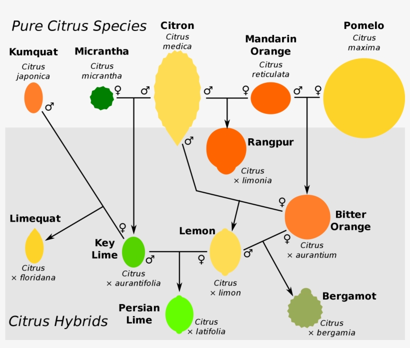 Open - Citrus Taxonomy, transparent png #4972602