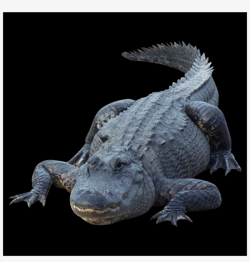 Free Crocodile Png Images - Portable Network Graphics, transparent png #4973179