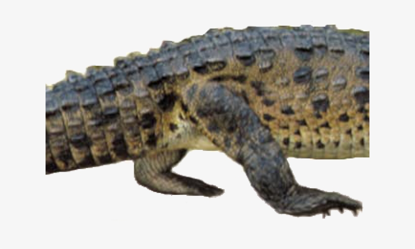 Alligators, transparent png #4973294