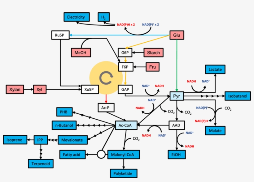 Modules For Chemical Production From Pyruvate And Acetyl - Acetyl-coa, transparent png #4975491